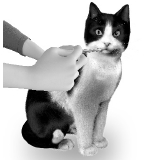 Et bilde som inneholder pattedyr, huskatt, katt, sort og hvitKI-generert innhold kan være feil.